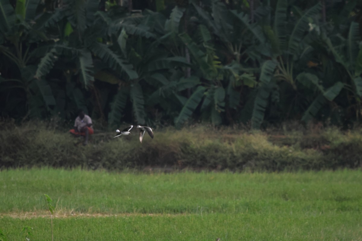 Чирянка-крихітка індійська - ML647501094