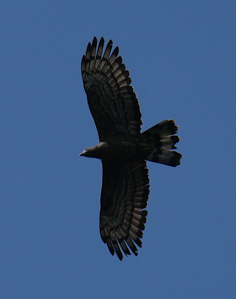 Осоїд чубатий - ML647501095