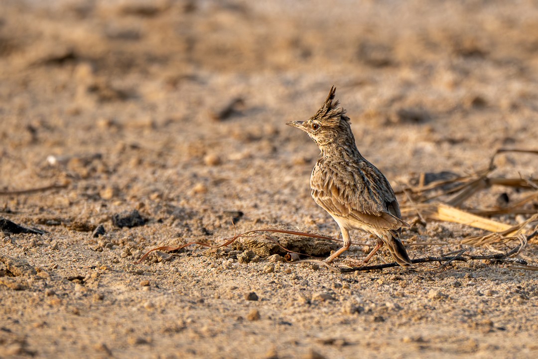 Посмітюха звичайна - ML647501096