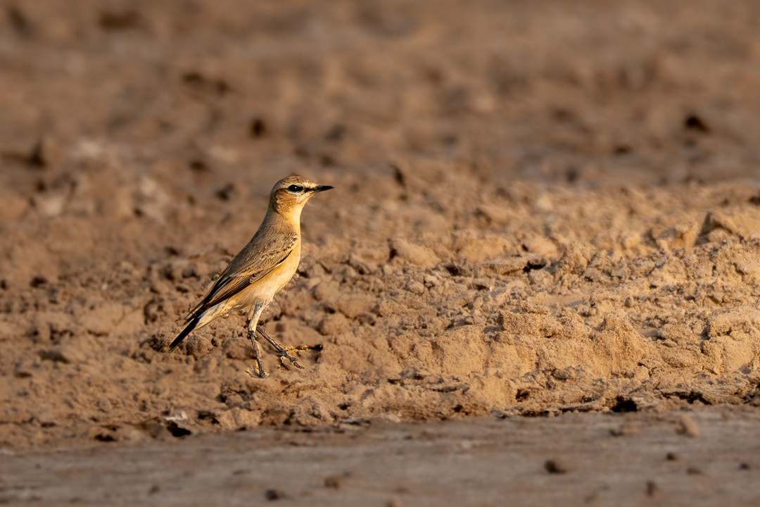 Кам'янка попеляста - ML647501097
