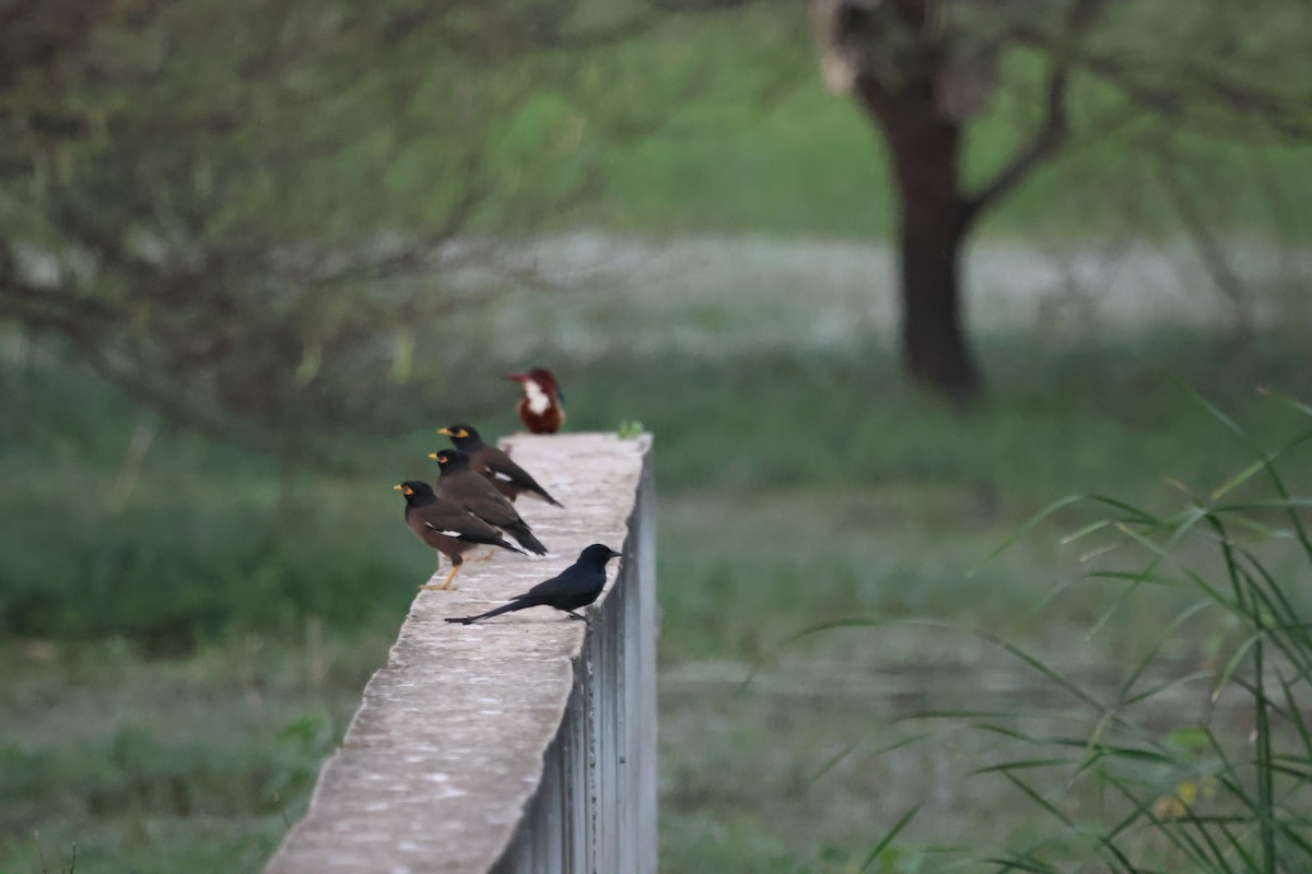 Майна індійська - ML647501098