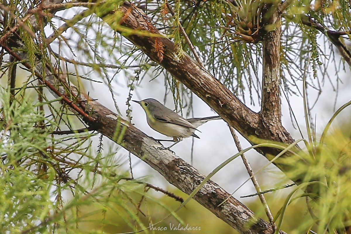 Комароловка сиза - ML647501100