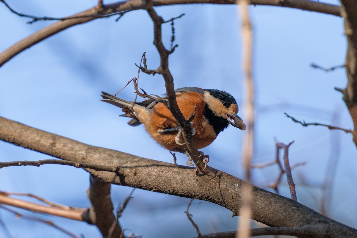Гаїчка японська - ML647501102