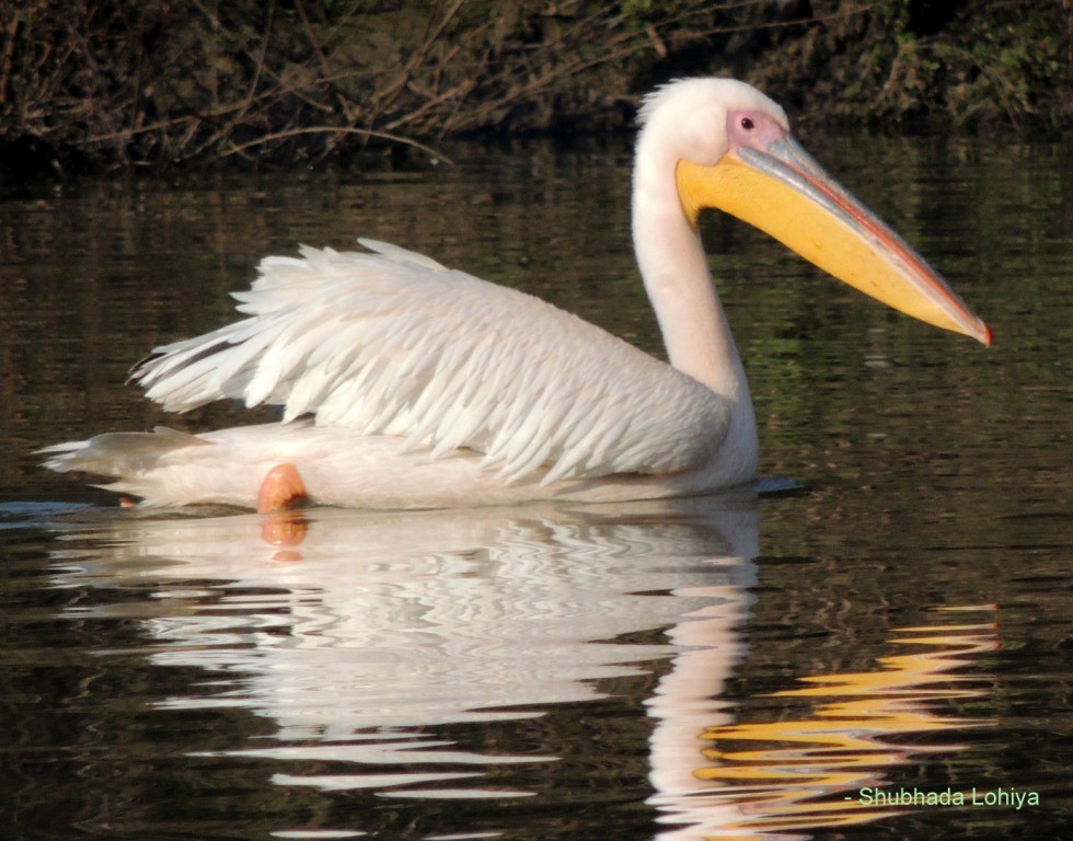 Пелікан рожевий - ML647501103