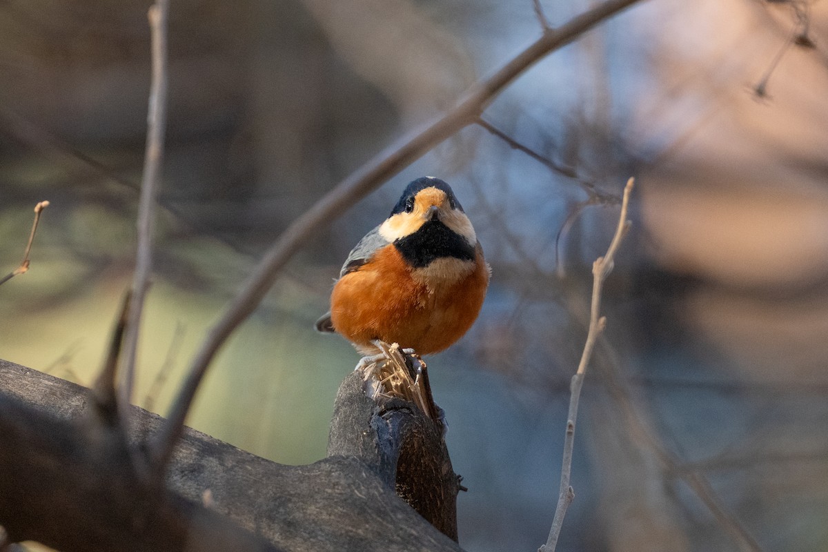 Гаїчка японська - ML647501104