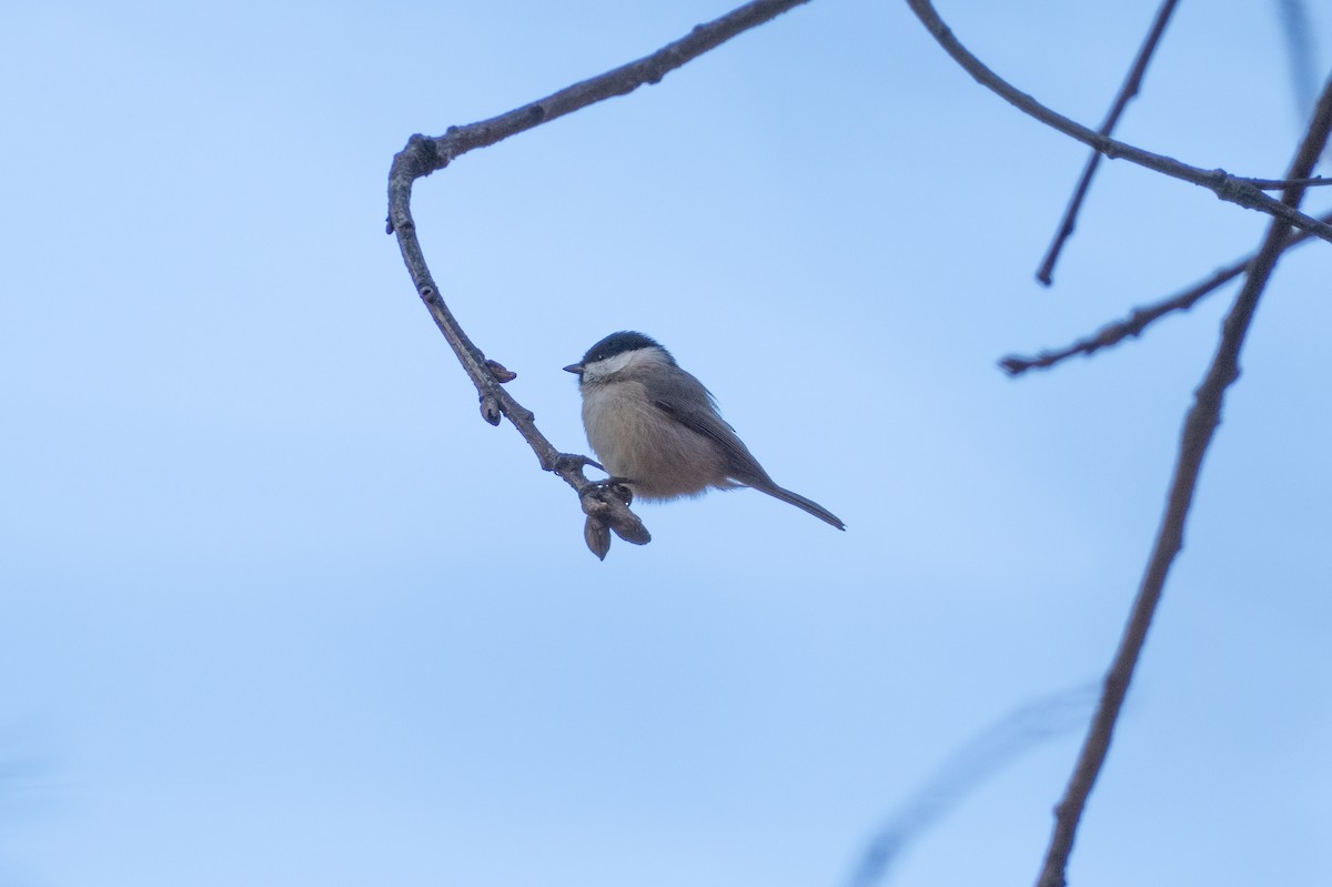 Гаїчка болотяна - ML647501105