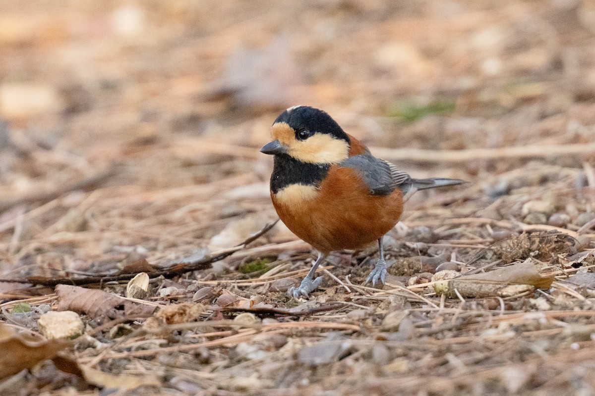 Гаїчка японська - ML647501107