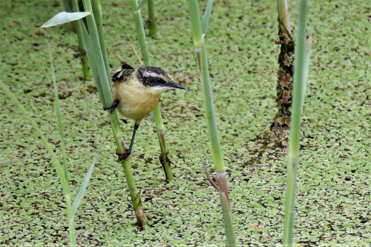 Many-colored Rush Tyrant - ML647501108