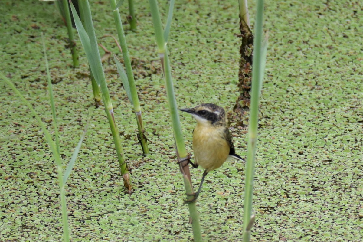 Many-colored Rush Tyrant - ML647501109