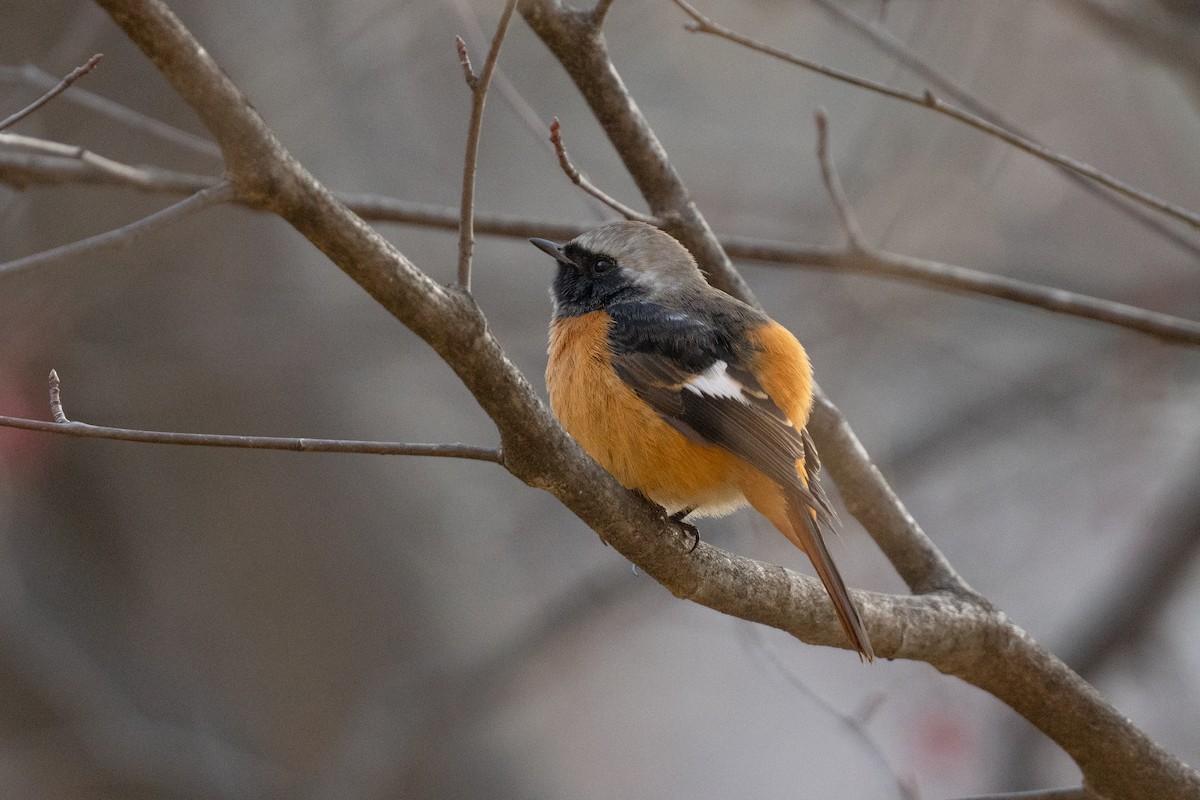 Горихвістка сибірська - ML647501111