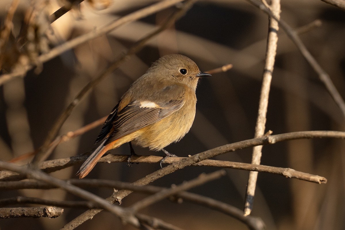 Горихвістка сибірська - ML647501112