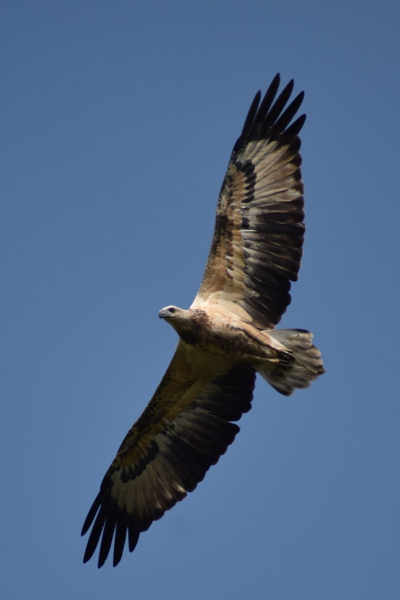 hvitbukhavørn - ML647501127