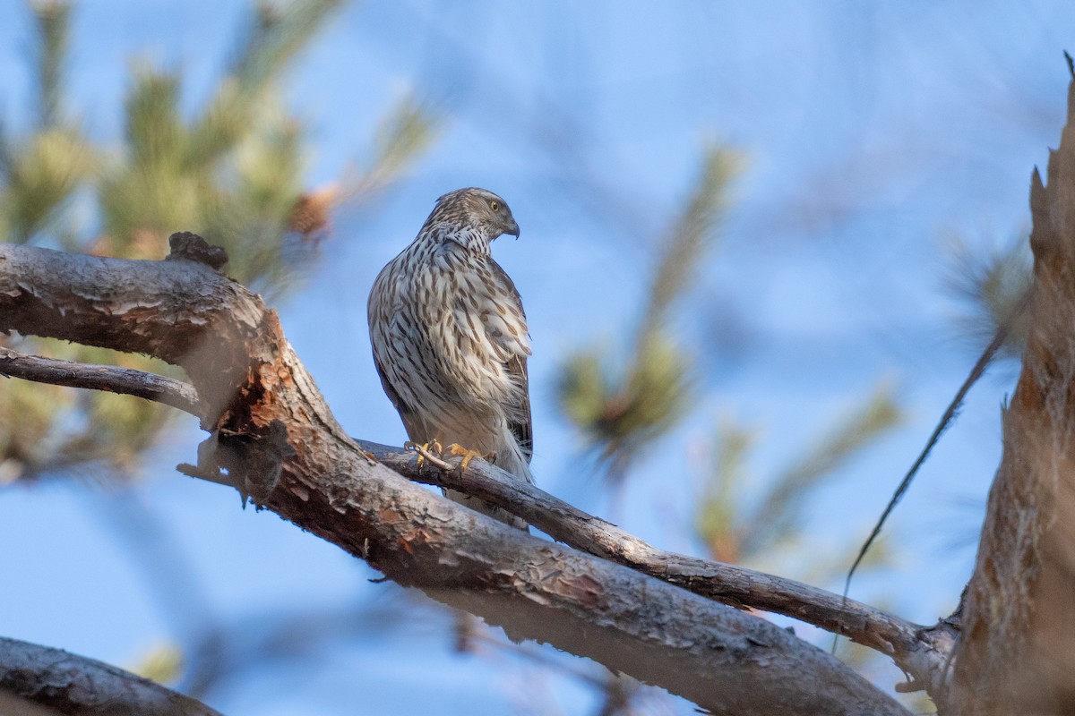 Eurasian Goshawk - ML647501138