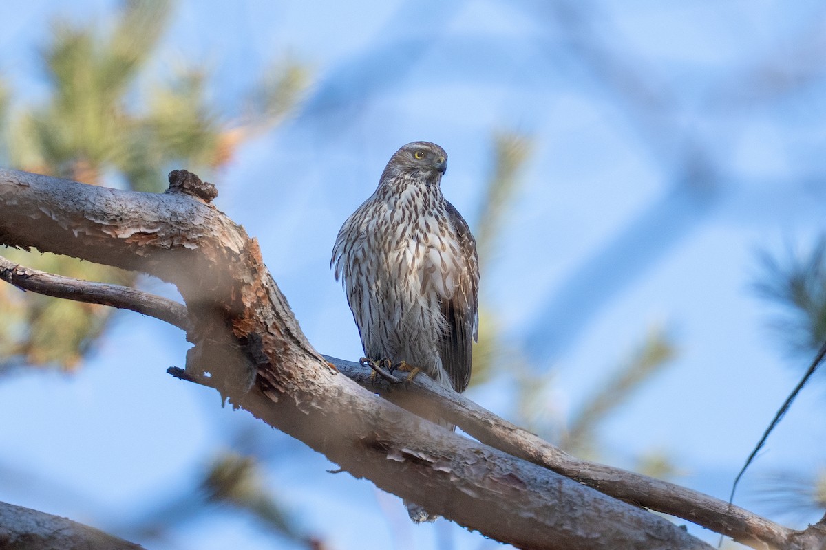 Eurasian Goshawk - ML647501140
