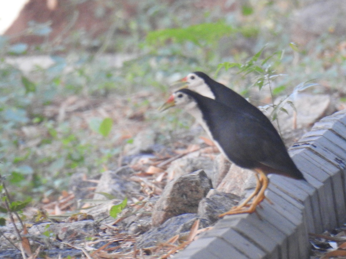 White-breasted Waterhen - ML647501172