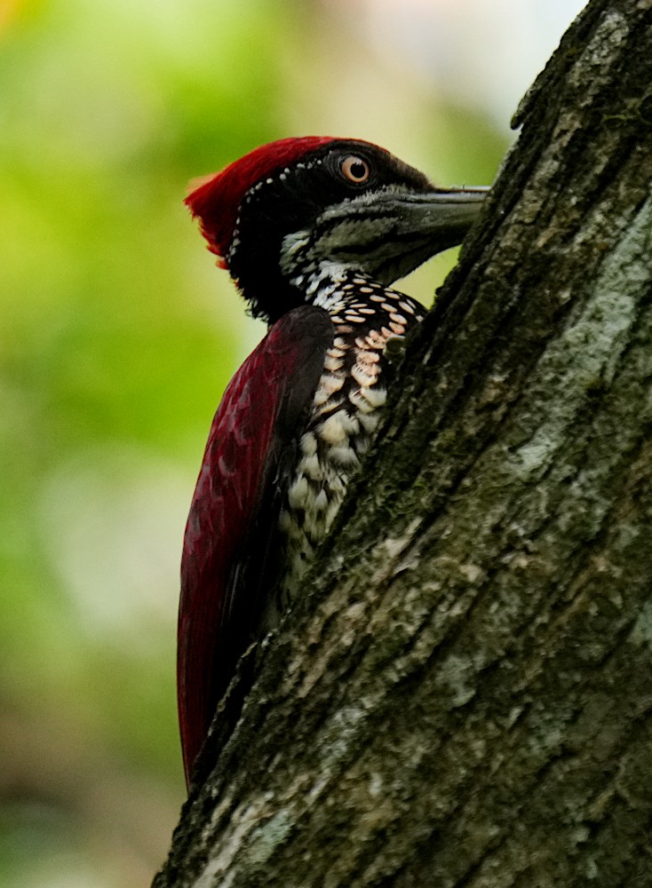 セアカコガネゲラ - ML647501190