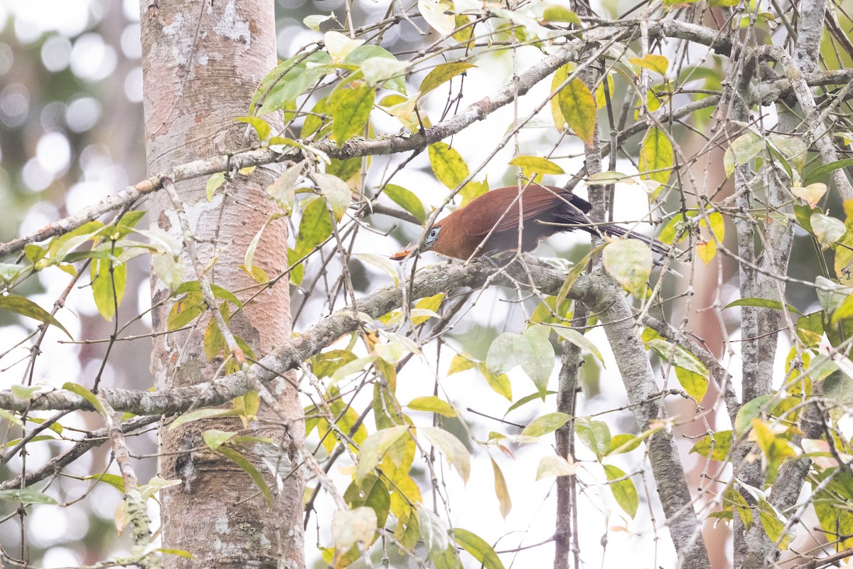 Raffles's Malkoha - ML647501192