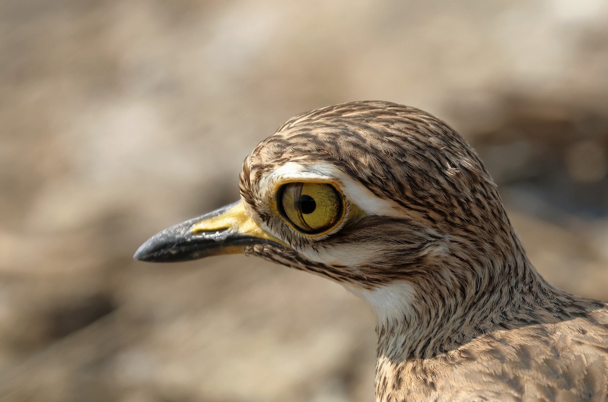 インドイシチドリ - ML647501193