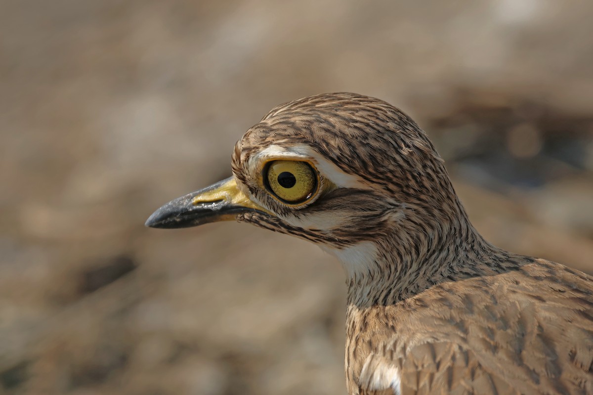 インドイシチドリ - ML647501194