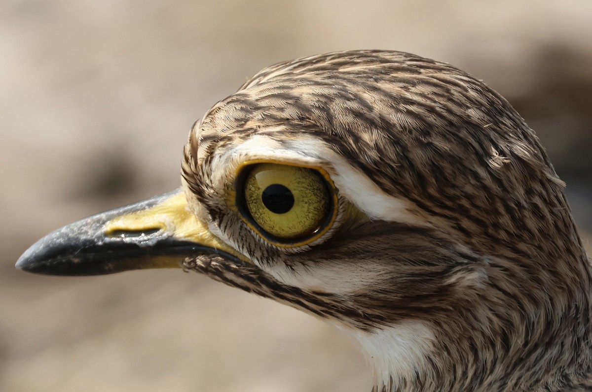 インドイシチドリ - ML647501195