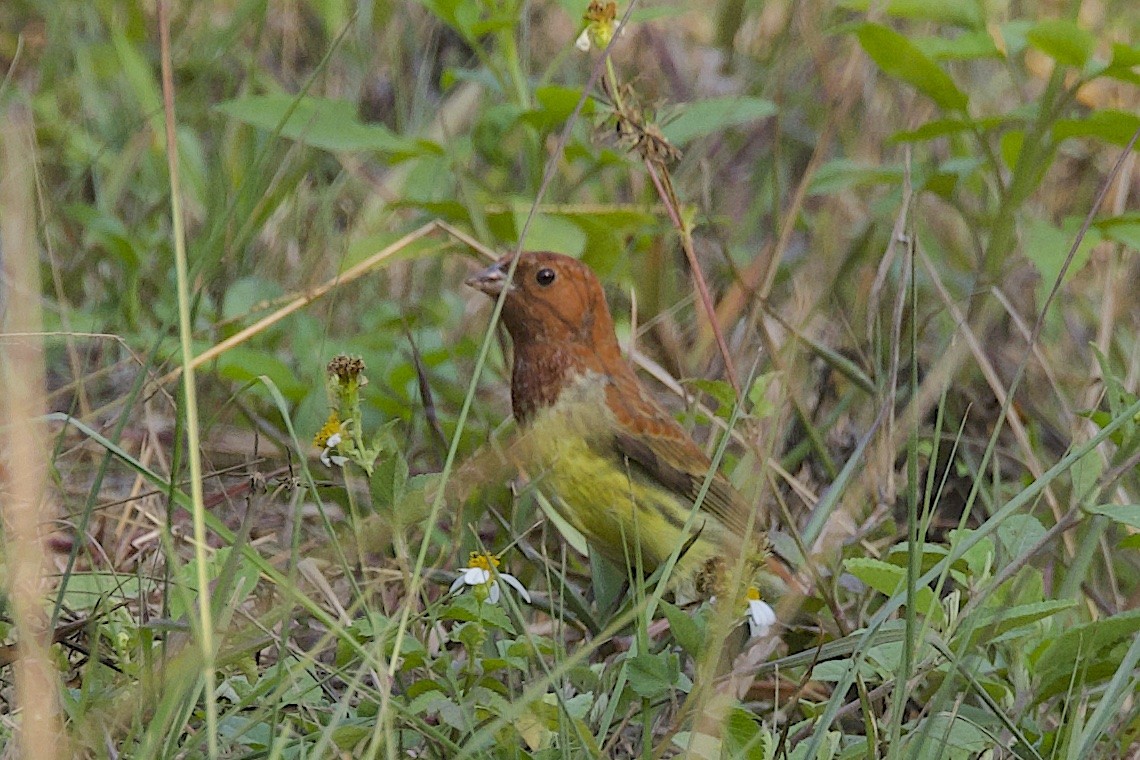 シマノジコ - ML647501197