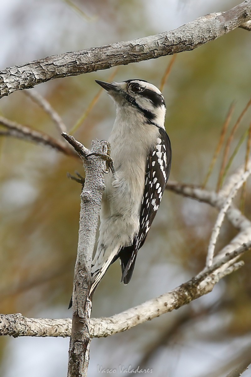 セジロコゲラ - ML647501198
