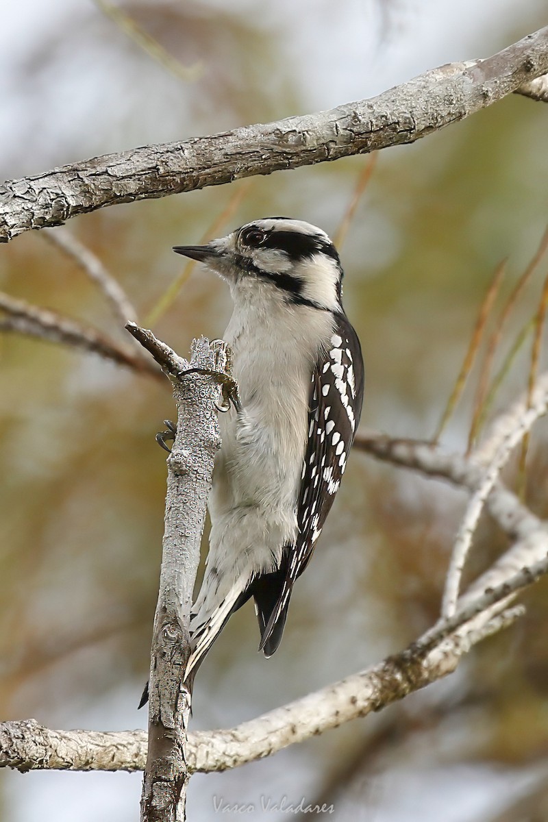 セジロコゲラ - ML647501199
