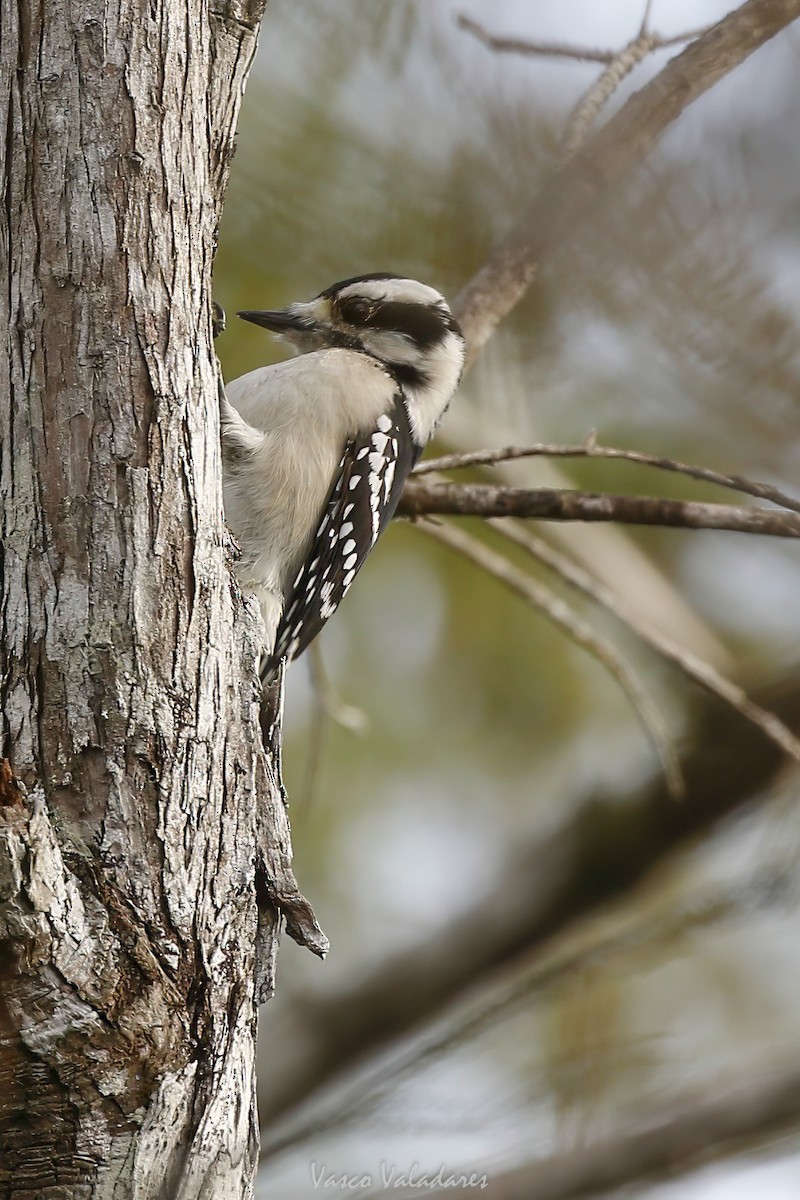 セジロコゲラ - ML647501200