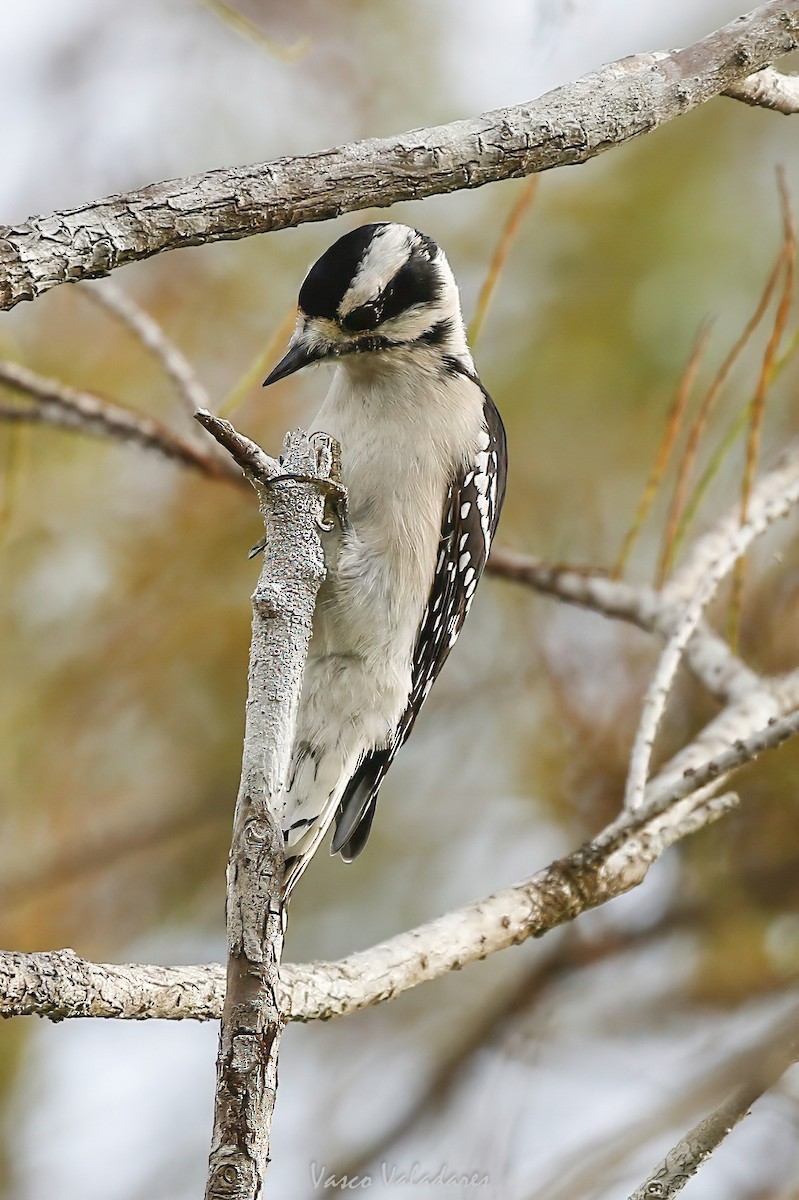 セジロコゲラ - ML647501201