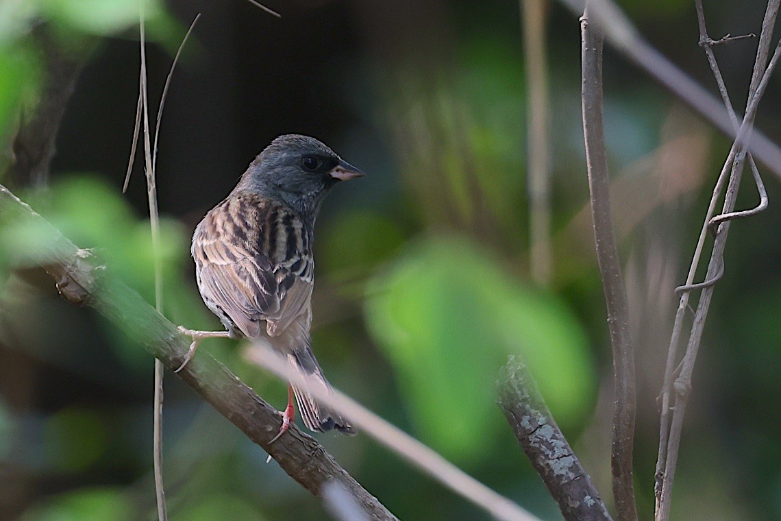 シベリアアオジ - ML647501202