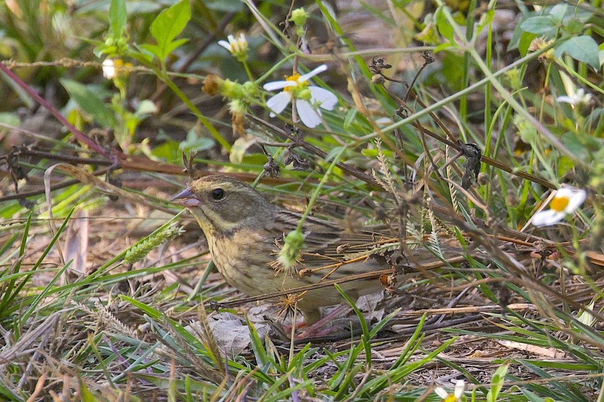 シベリアアオジ - ML647501203
