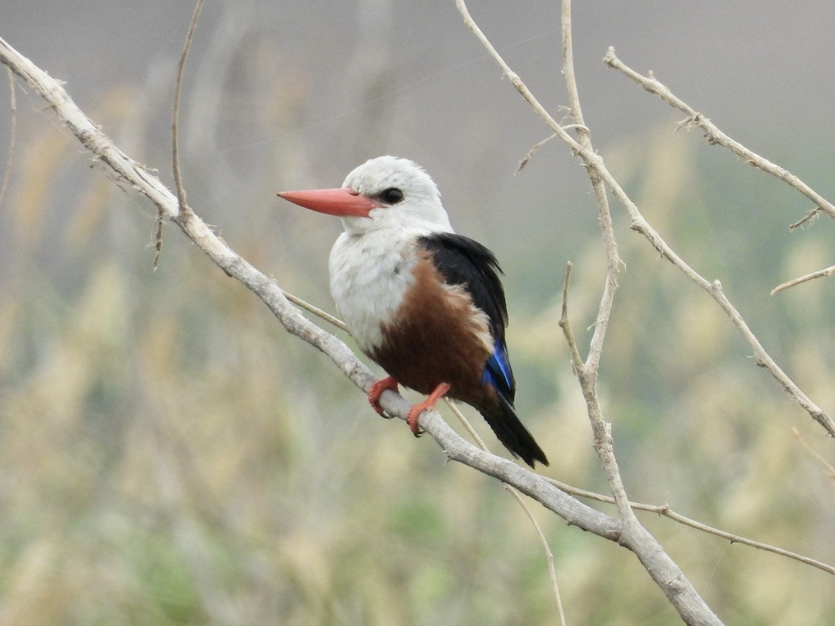 Gray-headed Kingfisher - ML647501204