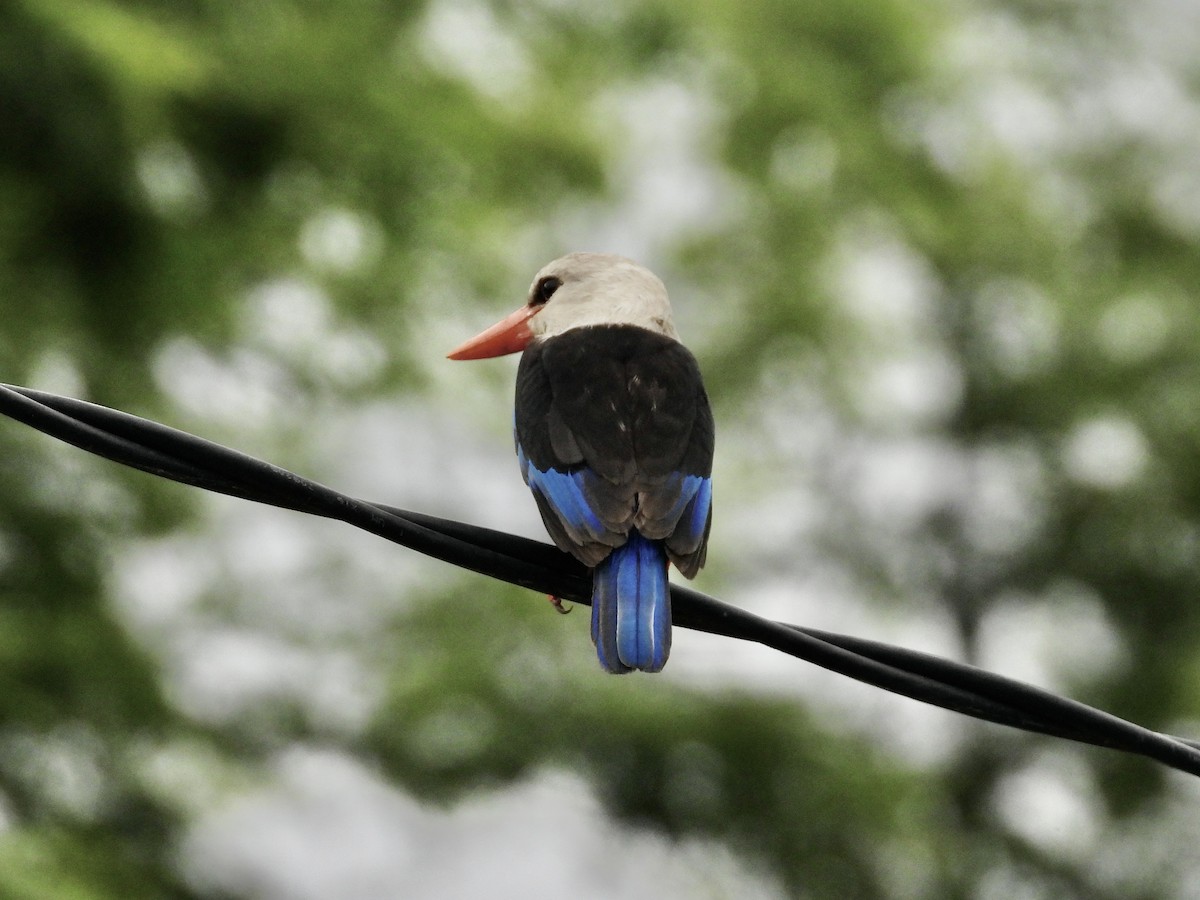 ハイガシラショウビン - ML647501205