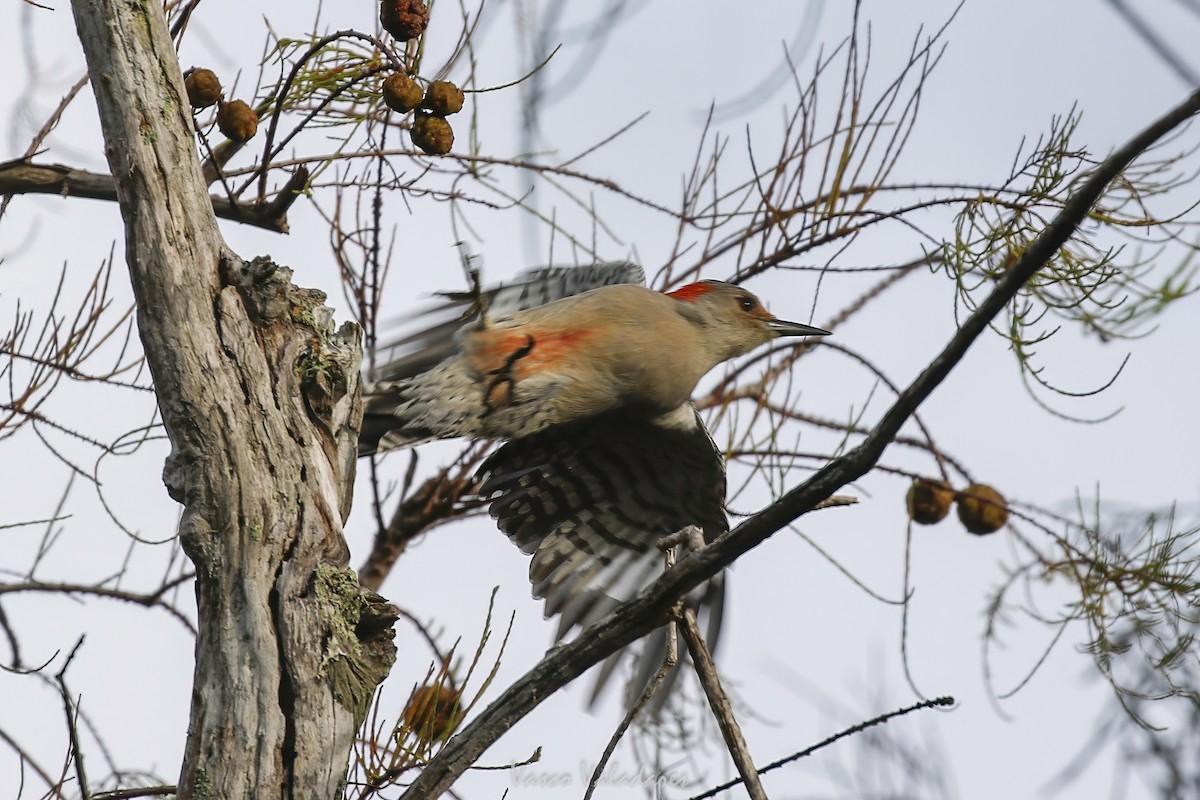 シマセゲラ - ML647501206