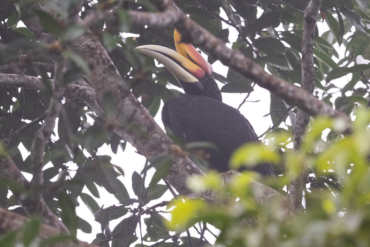 サイチョウ - ML647501207