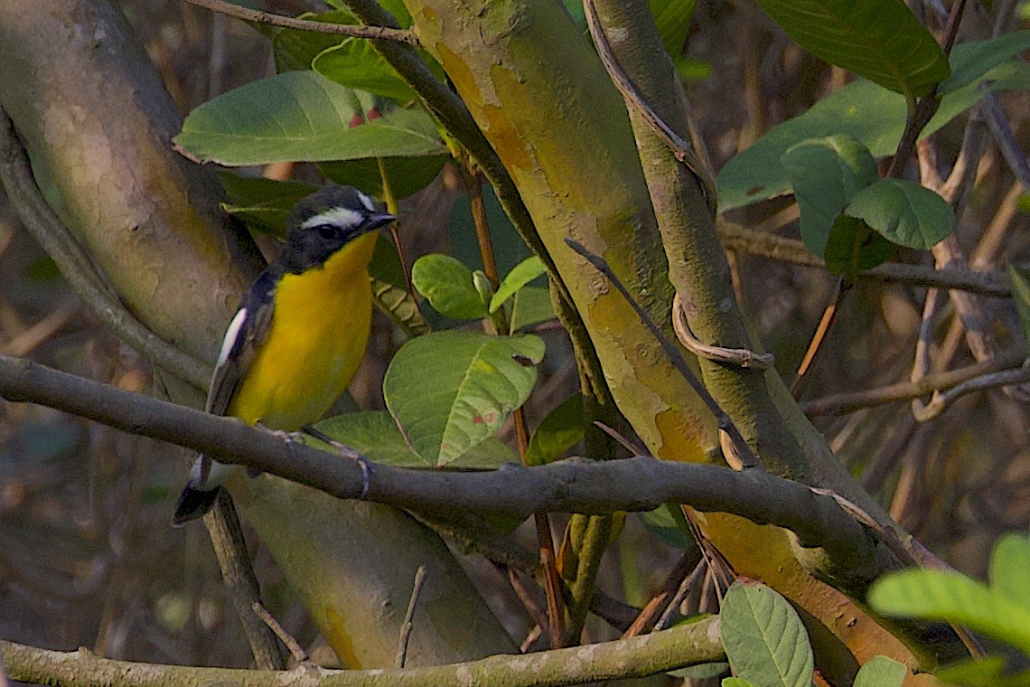 マミジロキビタキ - ML647501208