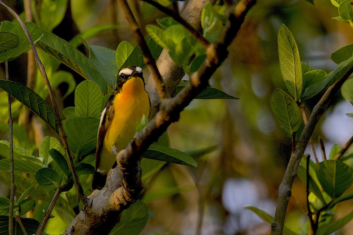 マミジロキビタキ - ML647501209