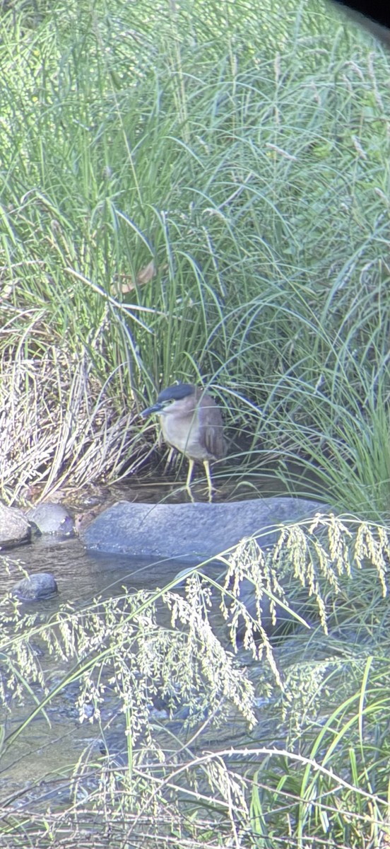 ハシブトゴイ - ML647501210