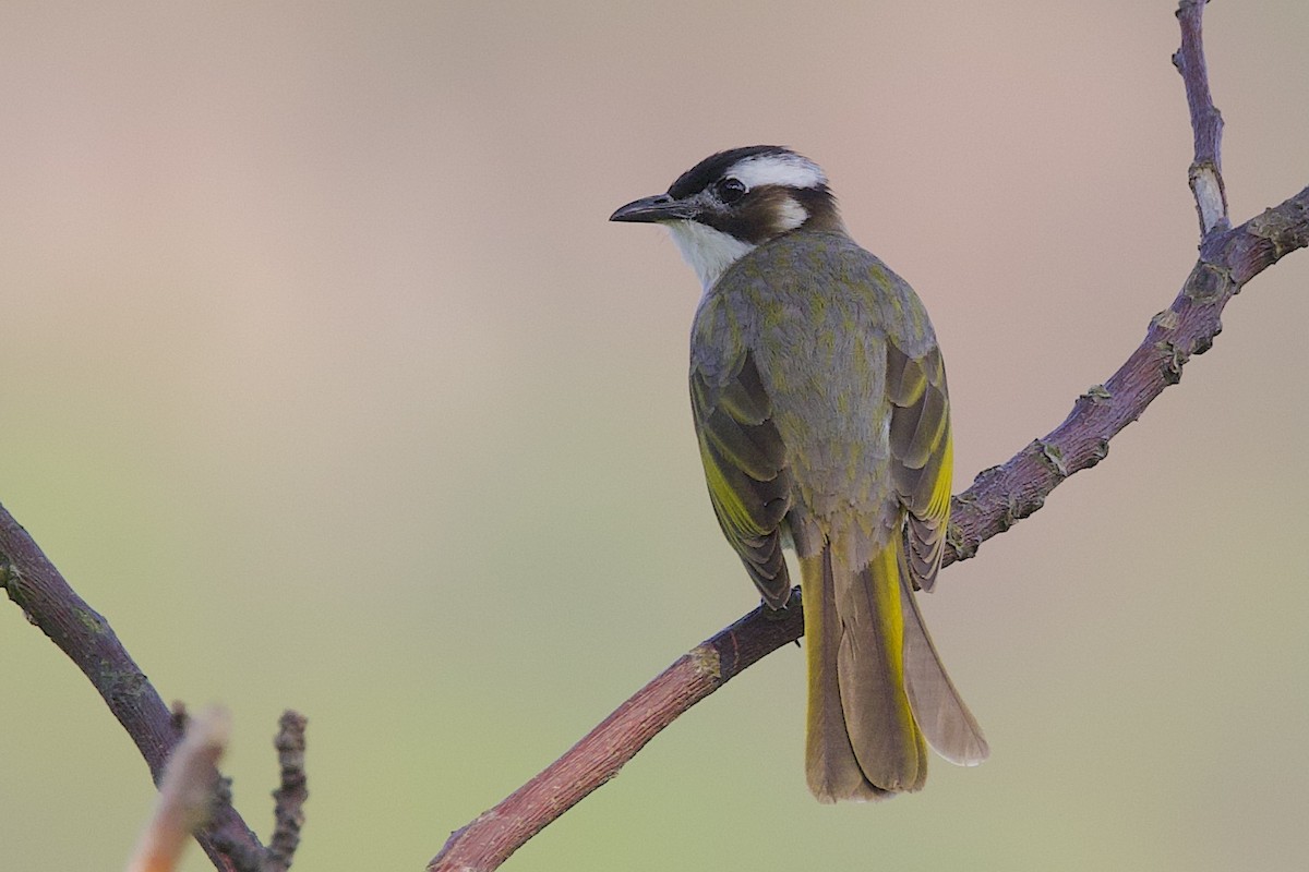 シロガシラ（sinensis） - ML647501214