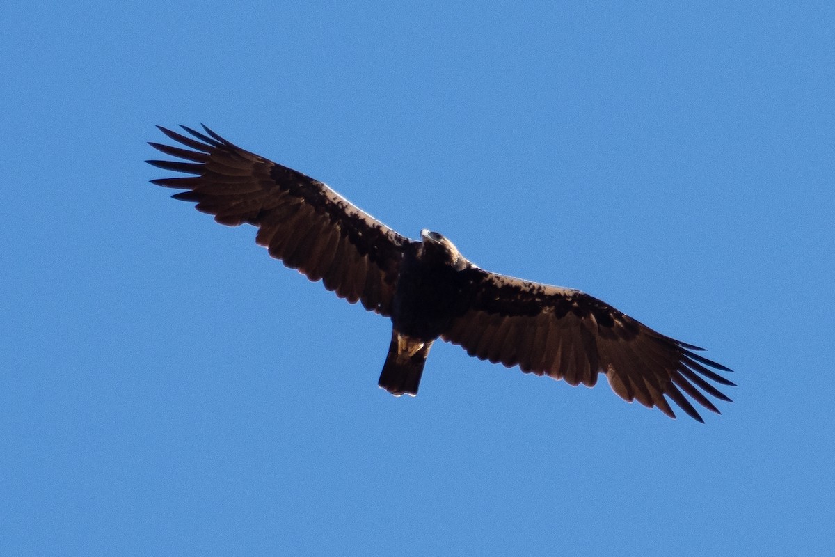 ニシカタジロワシ - ML647501216