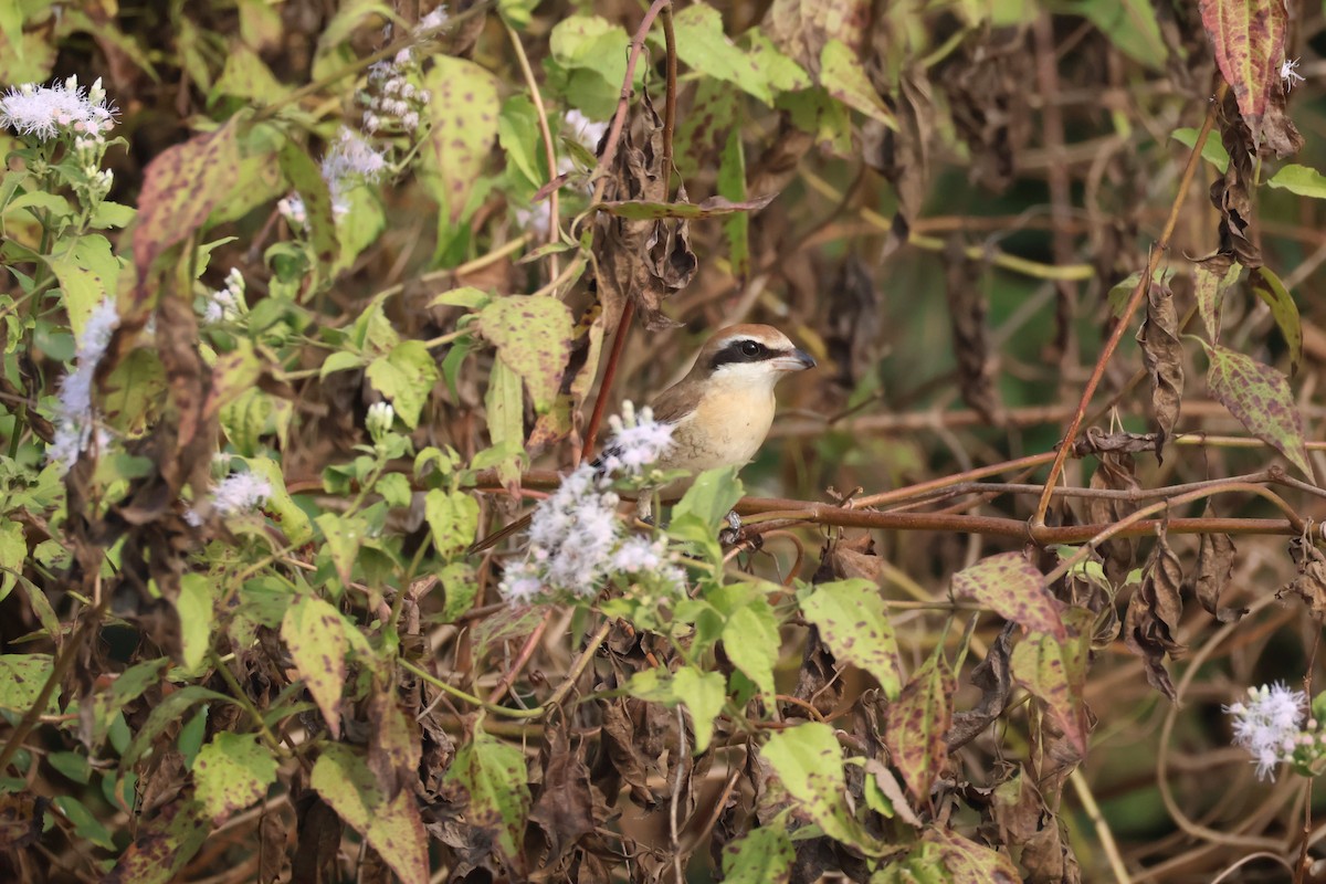 アカモズ - ML647501217