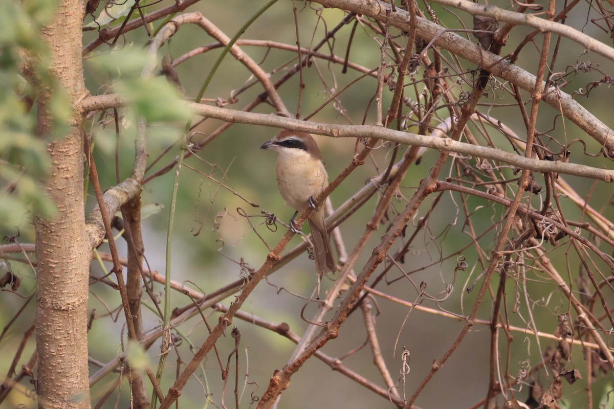 アカモズ - ML647501218