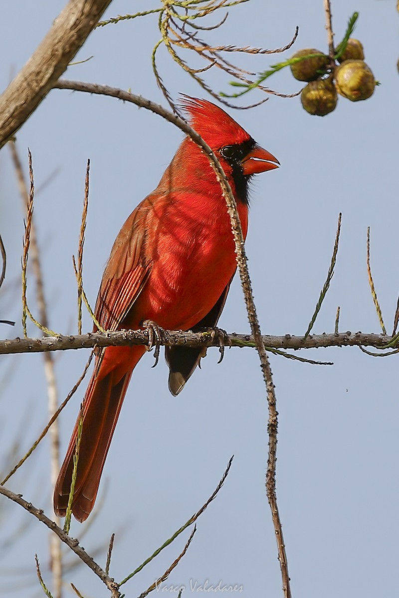 ショウジョウコウカンチョウ - ML647501219