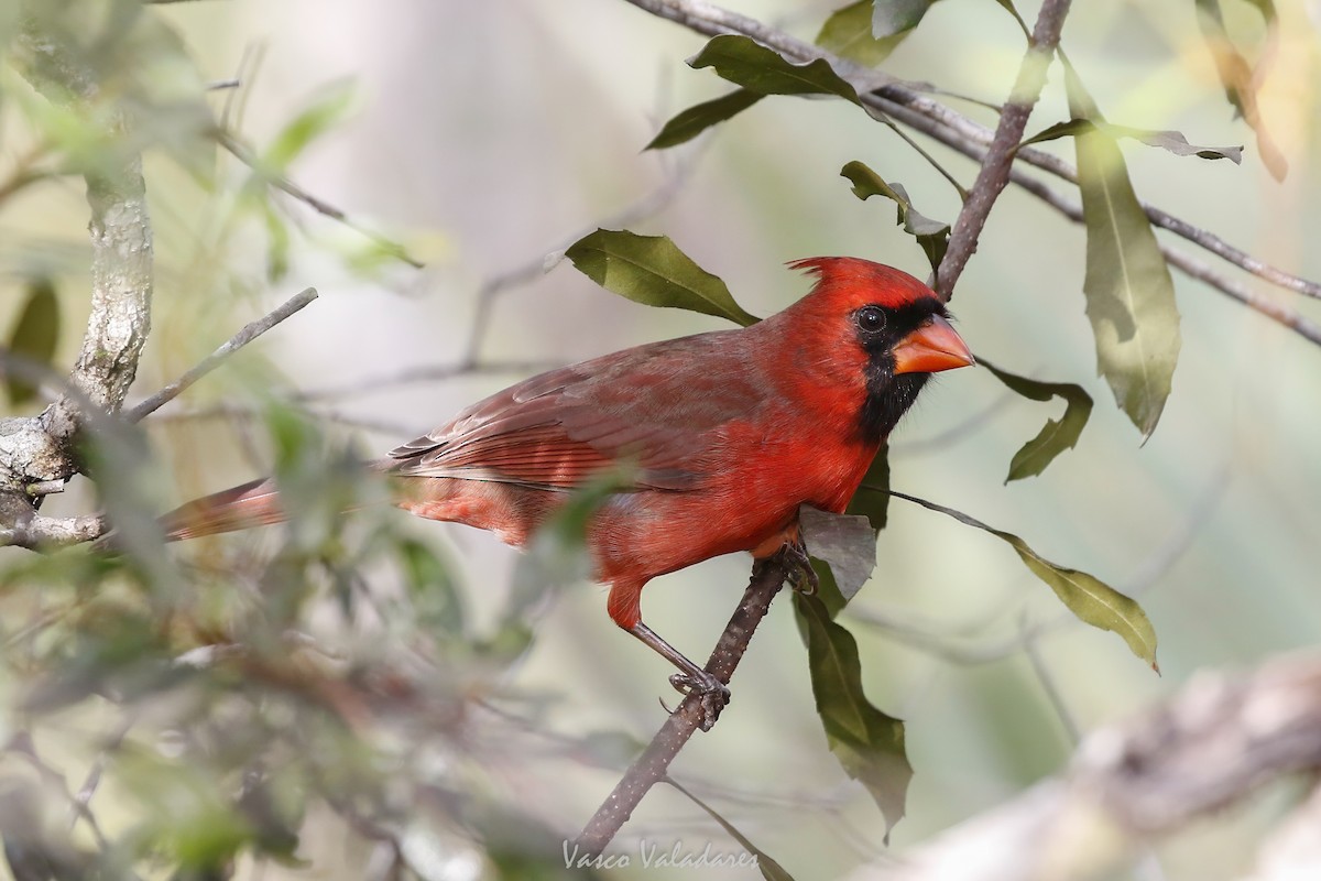 ショウジョウコウカンチョウ - ML647501220