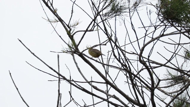 Grassland Yellow-Finch - ML647501222