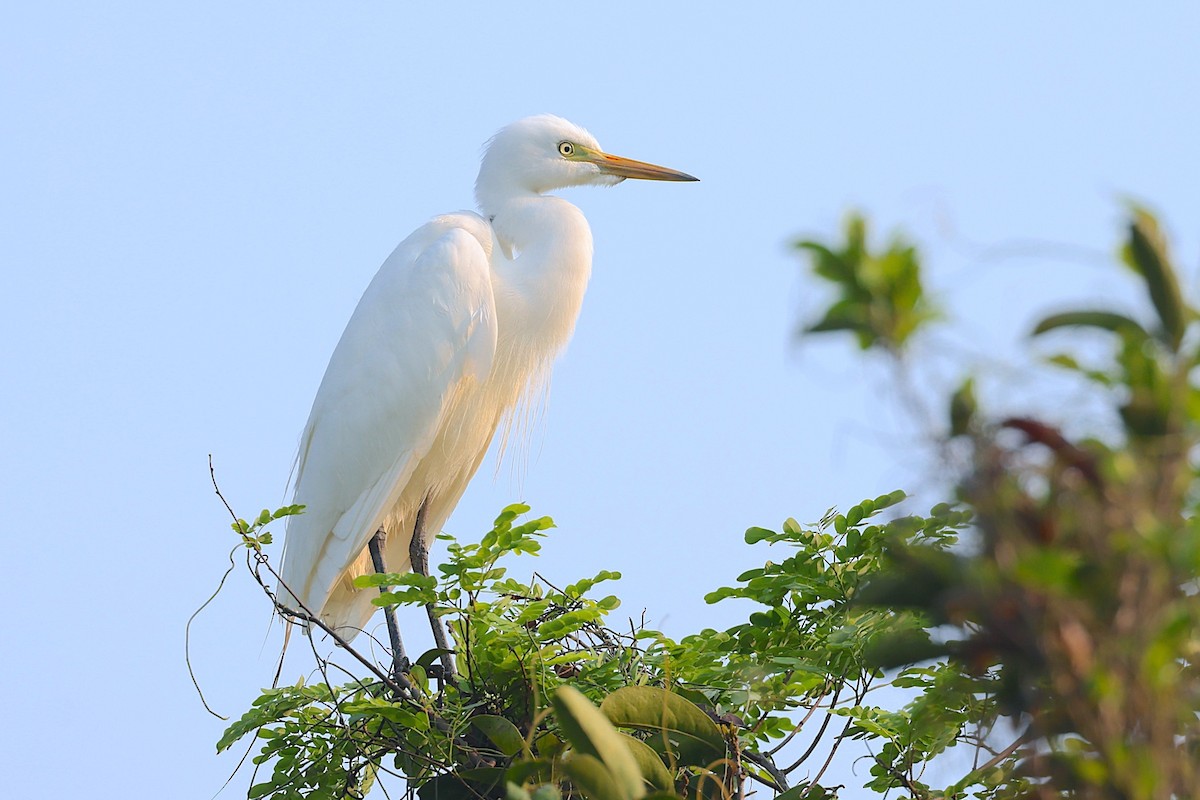 チュウサギ - ML647501223