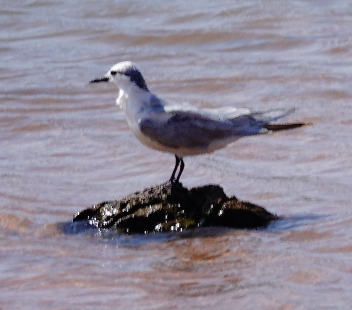 hvitkinnsvartterne - ML647501247