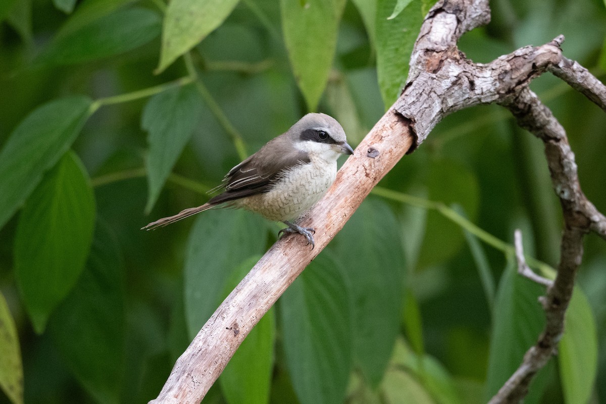 brunvarsler - ML647501253