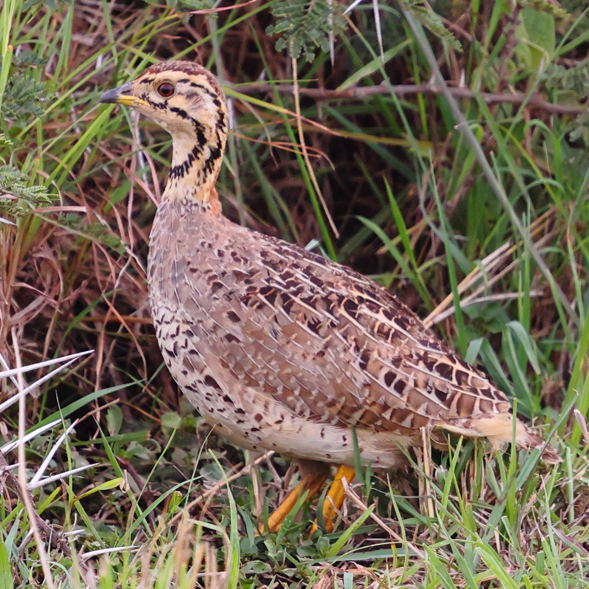 kokifrankolin - ML647501254