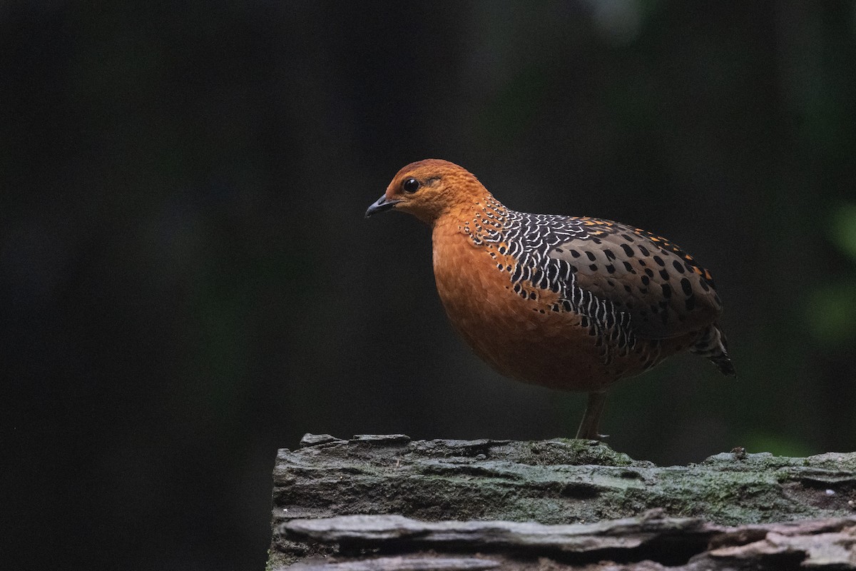 rusthøne - ML647501255